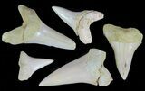 + Fossil Shark Teeth - Bakersfield, California #62070-1